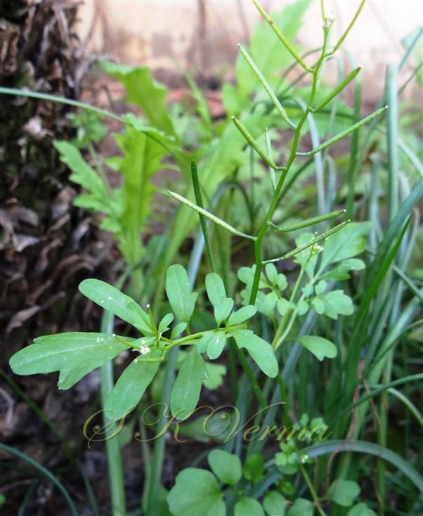  Plant